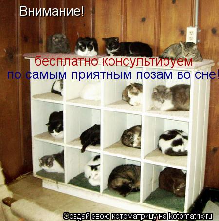 по самым приятным позам во сне! бесплатно консультируем Внимание!... Котоматрица: по самым приятным позам во сне! бесплатно консультируем Внимание!