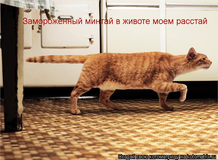 Замороженный минтай в животе моем расстай... Котоматрица: Замороженный минтай в животе моем расстай