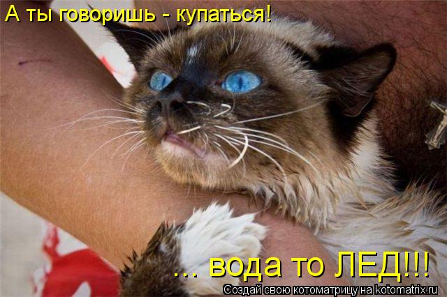 Котоматрица: ... вода то ЛЕД!!! А ты говоришь - купаться!