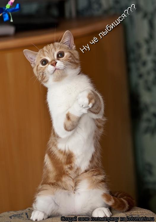 Ну чё лыбишся???... Котоматрица: Ну чё лыбишся???