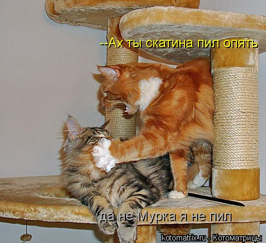 --Ах ты скатина пил опять да не Мурка я не пил... Котоматрица: --Ах ты скатина пил опять да не Мурка я не пил