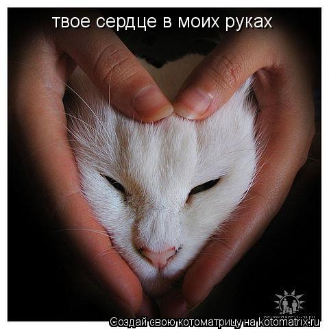 твое сердце в моих руках... Котоматрица: твое сердце в моих руках