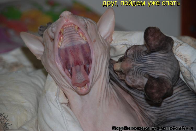 друг, пойдем уже спать... Котоматрица: друг, пойдем уже спать