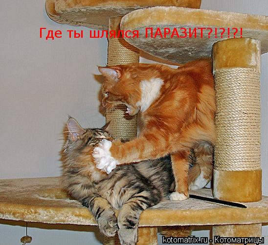 Где ты шлялся ПАРАЗИТ?!?!?!... Котоматрица: Где ты шлялся ПАРАЗИТ?!?!?!