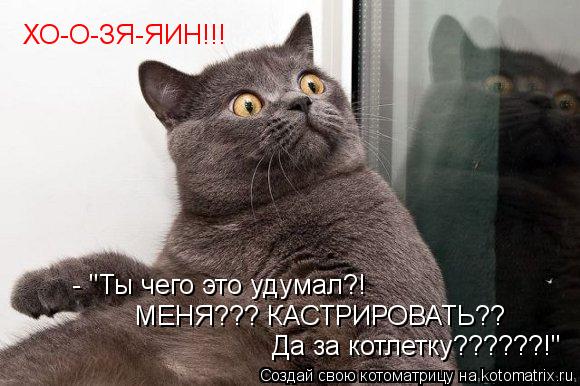 ХО-О-ЗЯ-ЯИН!!! - "Ты чего это удумал?! МЕНЯ??? КАСТРИРОВАТЬ?? Да за котлетку??????!"... Котоматрица: ХО-О-ЗЯ-ЯИН!!! - "Ты чего это удумал?! МЕНЯ??? КАСТРИРОВАТЬ?? Да за котлетку??????!"