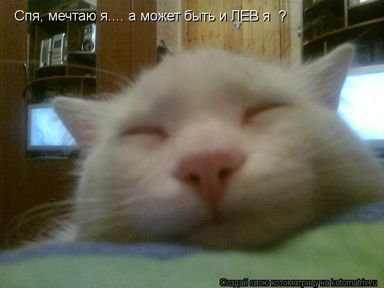 Спя, мечтаю я.... а может быть и ЛЕВ я ?... Котоматрица: Спя, мечтаю я.... а может быть и ЛЕВ я ?