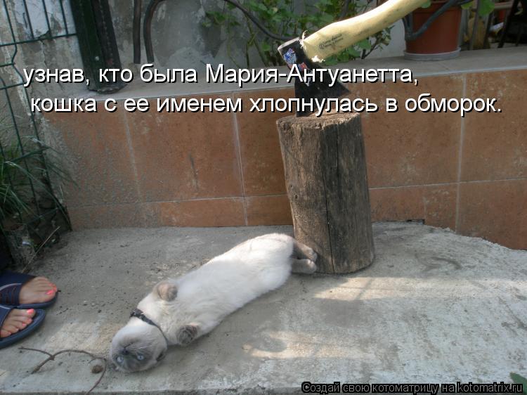узнав, кто была Мария-Антуанетта, кошка с ее именем хлопнулась в обморок.... Котоматрица: узнав, кто была Мария-Антуанетта, кошка с ее именем хлопнулась в обморок.