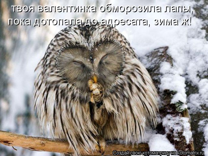 твоя валентинка обморозила лапы, пока дотопала до адресата, зима ж!... Котоматрица: твоя валентинка обморозила лапы, пока дотопала до адресата, зима ж!