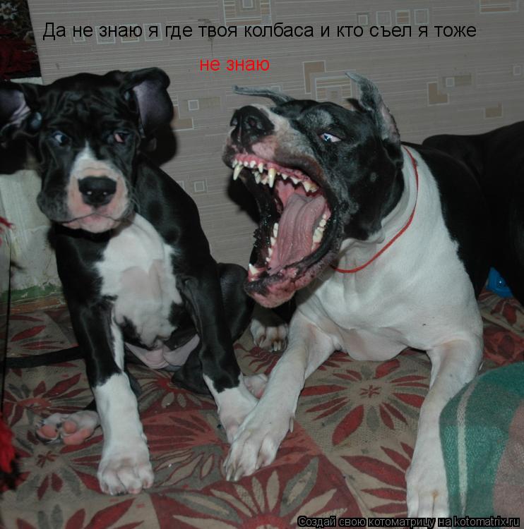 Да не знаю я где твоя колбаса и кто съел я тоже не знаю... Котоматрица: Да не знаю я где твоя колбаса и кто съел я тоже не знаю