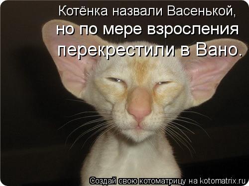 Котёнка назвали Васенькой, но по мере взросления перекрестили в Вано.... Котоматрица: Котёнка назвали Васенькой, но по мере взросления перекрестили в Вано.