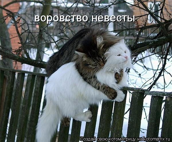 воровство невесты... Котоматрица: воровство невесты