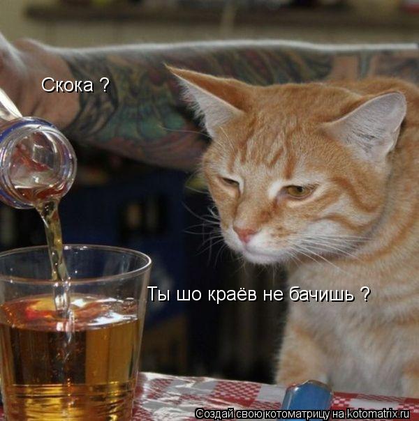 Скока ? Ты шо краёв не бачишь ?... Котоматрица: Скока ? Ты шо краёв не бачишь ?