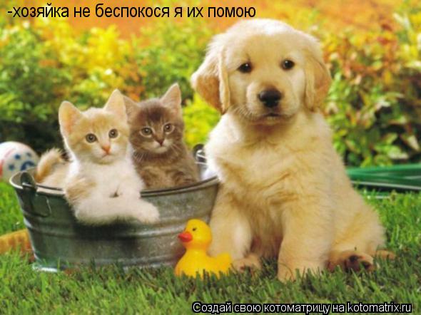 -хозяйка не беспокося я их помою... Котоматрица: -хозяйка не беспокося я их помою