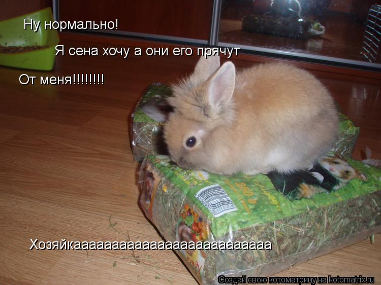 Ну нормально! Я сена хочу а они его прячут От меня!!!!!!!! Хозяйкаааааааааааааааааааааааааа Хозяйкааа... Котоматрица: Ну нормально! Я сена хочу а они его прячут От меня!!!!!!!! Хозяйкаааааааааааааааааааааааааа Хозяйкаааааааааааааааааааааааааа