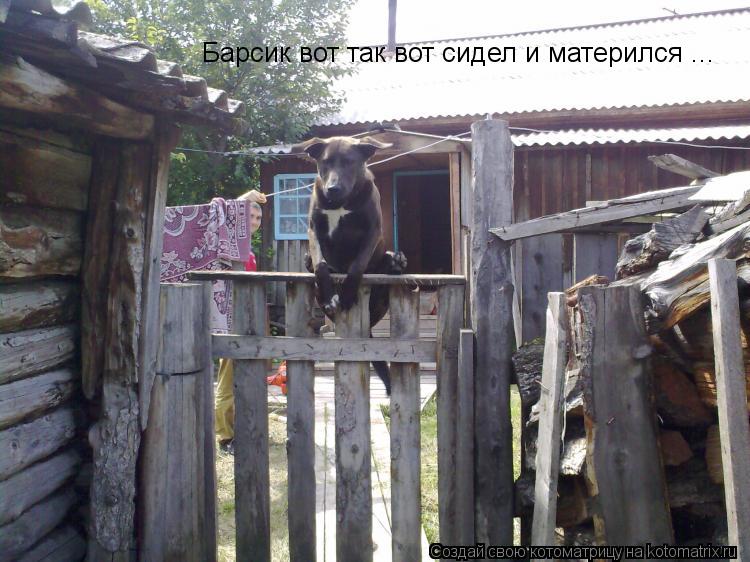 Барсик вот так вот сидел и матерился ...... Котоматрица: Барсик вот так вот сидел и матерился ...