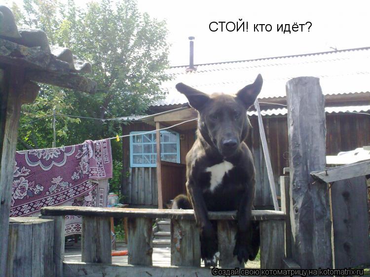 СТОЙ! кто идёт?... Котоматрица: СТОЙ! кто идёт?