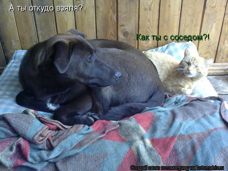 Котоматрица: А ты откудо взяля? Как ты с соседом?!