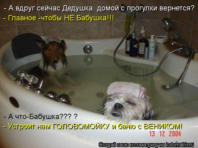 - А вдруг сейчас Дедушка домой с прогулки вернется? - Главное -чтобы НЕ Бабушка!!! - А что-Бабушка??... Котоматрица: - А вдруг сейчас Дедушка домой с прогулки вернется? - Главное -чтобы НЕ Бабушка!!! - А что-Бабушка??? ? - Устроит нам ГОЛОВОМОЙКУ и баню с ВЕНИКОМ!