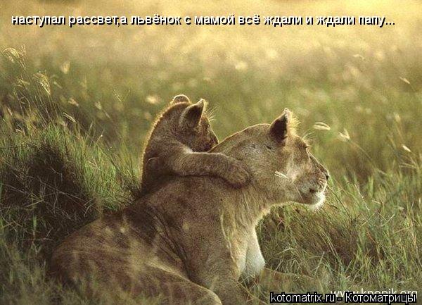 наступал рассвет,а львёнок с мамой всё ждали и ждали папу...... Котоматрица: наступал рассвет,а львёнок с мамой всё ждали и ждали папу...