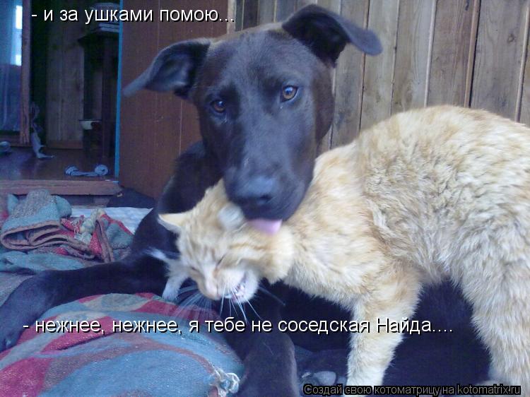 - и за ушками помою... - нежнее, нежнее, я тебе не соседская Найда....... Котоматрица: - и за ушками помою... - нежнее, нежнее, я тебе не соседская Найда....
