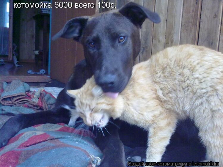 котомойка 6000 всего 100р.... Котоматрица: котомойка 6000 всего 100р.