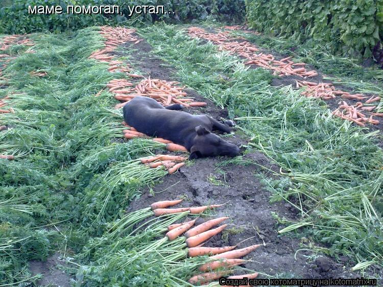 маме помогал, устал...... Котоматрица: маме помогал, устал...