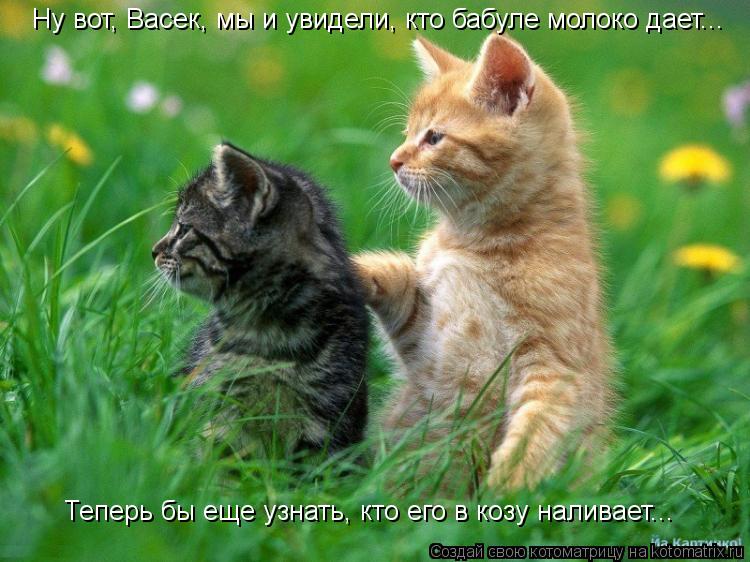 Котоматрица: Ну вот, Васек, мы и увидели, кто бабуле молоко дает...   Теперь бы еще узнать, кто его в козу наливает...