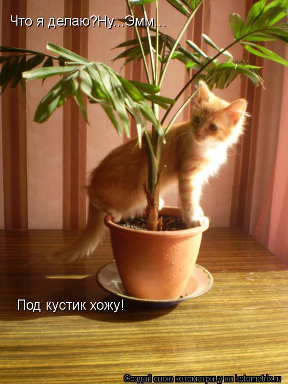 Что я делаю?Ну...Эмм... Под кустик хожу!... Котоматрица: Что я делаю?Ну...Эмм... Под кустик хожу!