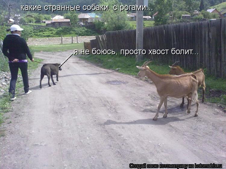какие странные собаки, с рогами... я не боюсь, просто хвост болит... ---------... Котоматрица: какие странные собаки, с рогами... я не боюсь, просто хвост болит... ---------