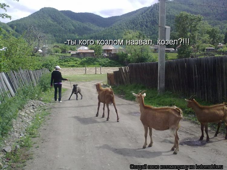 -ты кого козлом назвал, козел?!!!... Котоматрица: -ты кого козлом назвал, козел?!!!