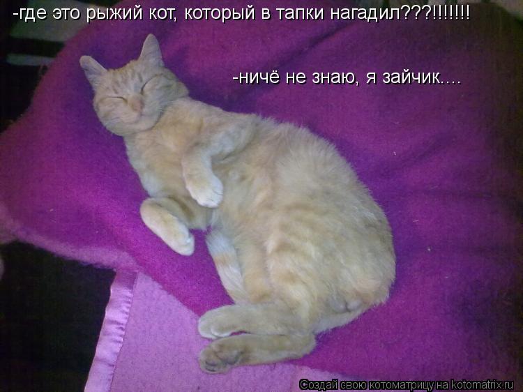 -где это рыжий кот, который в тапки нагадил???!!!!!!! -ничё не знаю, я зайчик....... Котоматрица: -где это рыжий кот, который в тапки нагадил???!!!!!!! -ничё не знаю, я зайчик....