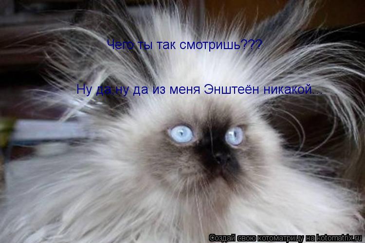 Чего ты так смотришь??? Ну да,ну да из меня Энштеён никакой...... Котоматрица: Чего ты так смотришь??? Ну да,ну да из меня Энштеён никакой...