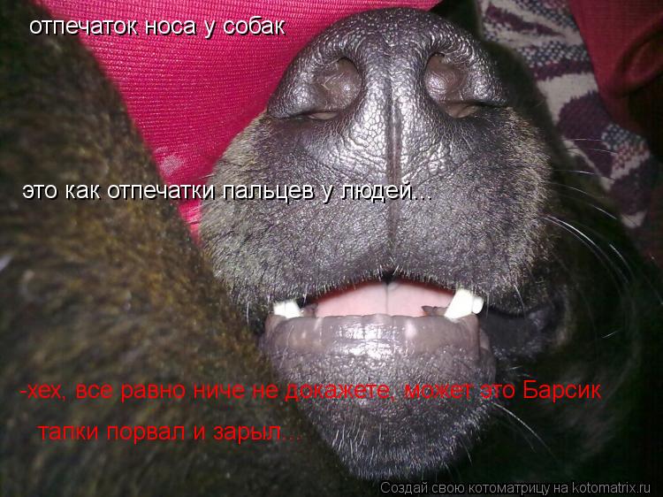 отпечаток носа у собак это как отпечатки пальцев у людей... -хех, все равно ниче не докажете, может ... Котоматрица: отпечаток носа у собак это как отпечатки пальцев у людей... -хех, все равно ниче не докажете, может это Барсик тапки порвал и зарыл...