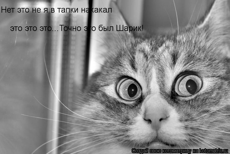 Нет это не я в тапки накакал это это это...Точно это был Шарик!... Котоматрица: Нет это не я в тапки накакал это это это...Точно это был Шарик!