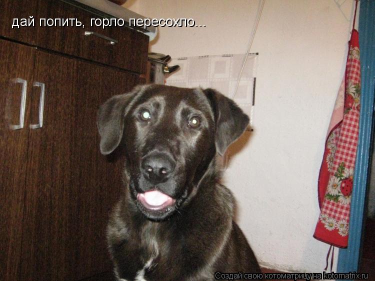 дай попить, горло пересохло...... Котоматрица: дай попить, горло пересохло...