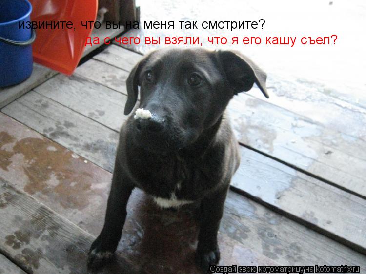 извините, что вы на меня так смотрите? да с чего вы взяли, что я его кашу съел?... Котоматрица: извините, что вы на меня так смотрите? да с чего вы взяли, что я его кашу съел?