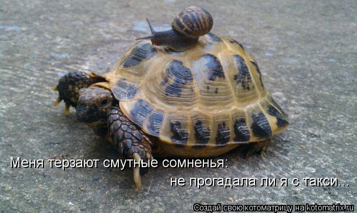 Меня терзают смутные сомненья: не прогадала ли я с такси...... Котоматрица: Меня терзают смутные сомненья: не прогадала ли я с такси...