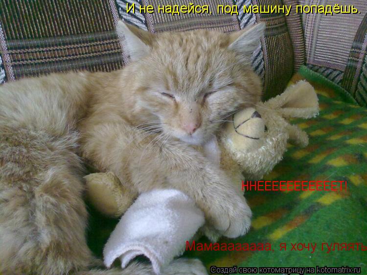 Мамаааааааа, я хочу гуляять! И не надейся, под машину попадёшь. ННЕЕЕЕЕЕЕЕЕЕЕТ!... Котоматрица: Мамаааааааа, я хочу гуляять! И не надейся, под машину попадёшь. ННЕЕЕЕЕЕЕЕЕЕЕТ!