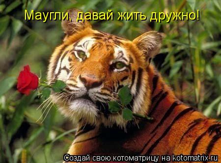 Маугли, давай жить дружно!... Котоматрица: Маугли, давай жить дружно!