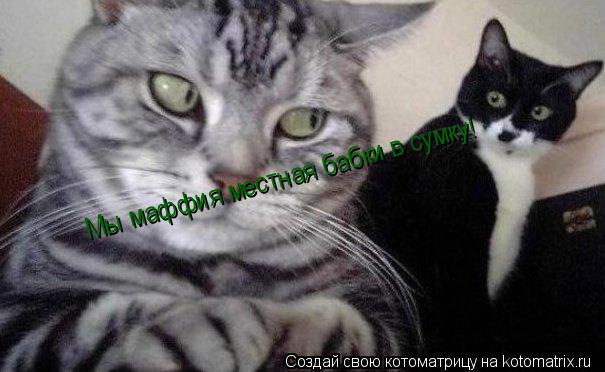 Мы маффия местная бабки в сумку!... Котоматрица: Мы маффия местная бабки в сумку!