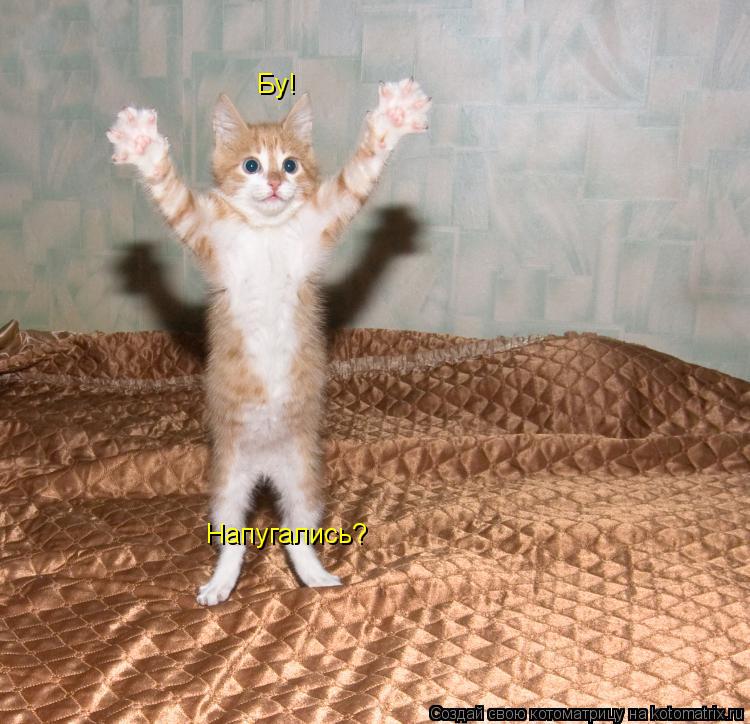 Бу! Напугались?... Котоматрица: Бу! Напугались?