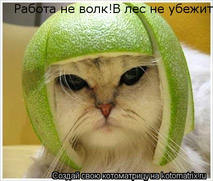 Работа не волк!В лес не убежит... Котоматрица: Работа не волк!В лес не убежит