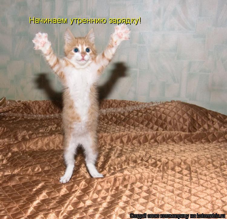 Начинаем утреннию зарядку!... Котоматрица: Начинаем утреннию зарядку!