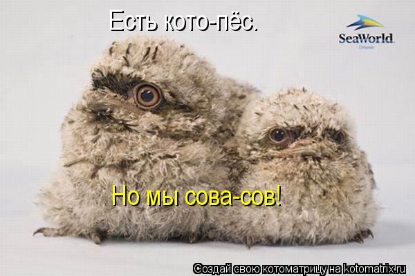 Есть кото-пёс. Но мы сова-сов!... Котоматрица: Есть кото-пёс. Но мы сова-сов!