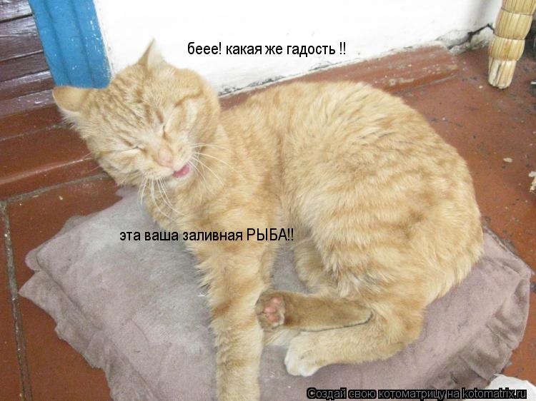 беее! какая же гадость !! эта ваша заливная РЫБА!!... Котоматрица: беее! какая же гадость !! эта ваша заливная РЫБА!!