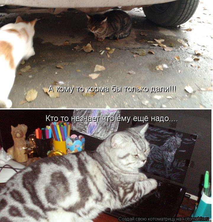 Кто то незнает что ему ещё надо.... А кому то корма бы только дали!!!... Котоматрица: Кто то незнает что ему ещё надо.... А кому то корма бы только дали!!!