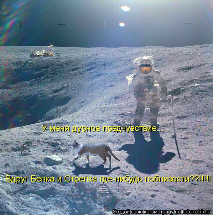 У меня дурное предчувствие... Вдруг Белка и Стрелка где-нибудь поблизости??!!!!!... Котоматрица: У меня дурное предчувствие... Вдруг Белка и Стрелка где-нибудь поблизости??!!!!!