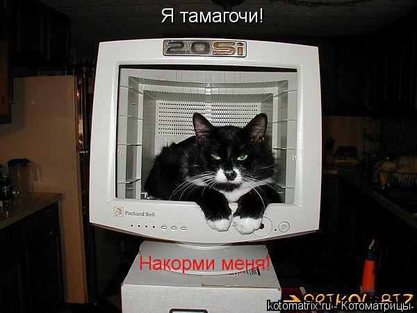 Я тамагочи! Накорми меня!... Котоматрица: Я тамагочи! Накорми меня!