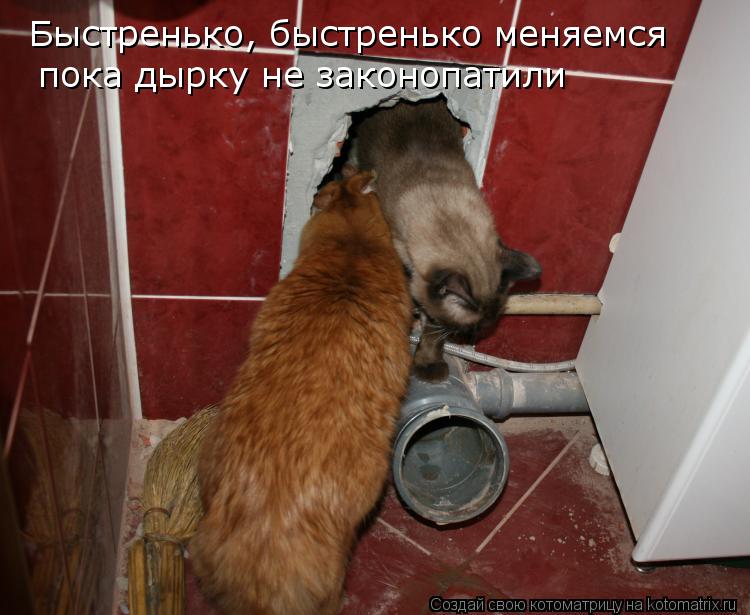 Быстренько, быстренько меняемся пока дырку не законопатили... Котоматрица: Быстренько, быстренько меняемся пока дырку не законопатили
