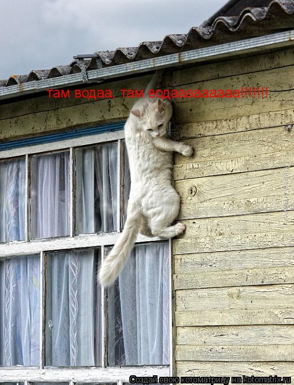там водаа, там водааааааааа!!!!!!!... Котоматрица: там водаа, там водааааааааа!!!!!!!
